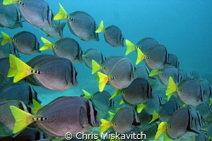 school of Fish - Galapagos by Chris Miskavitch 